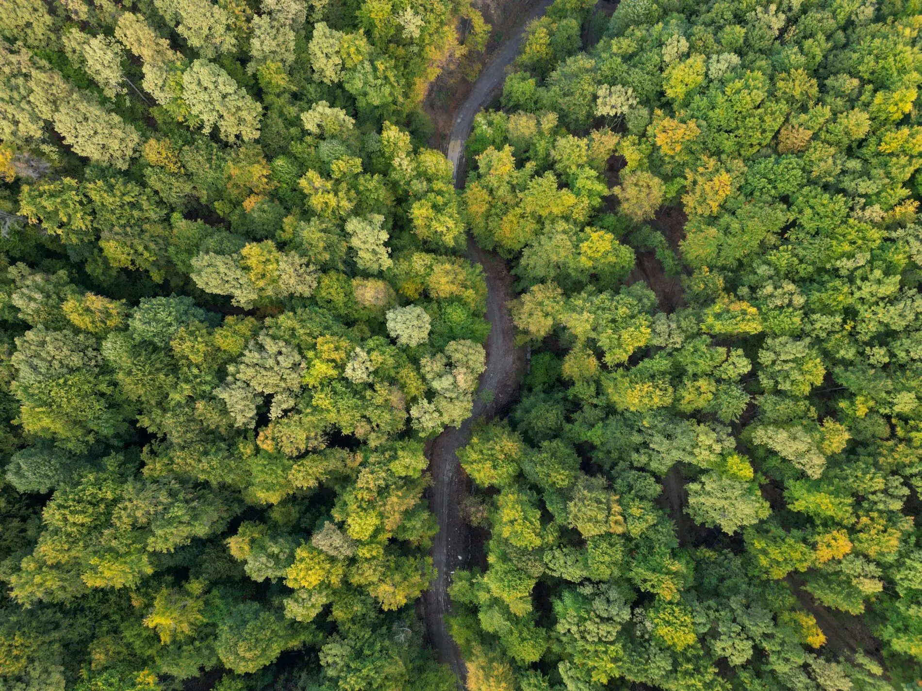 Forêt - arbres - s'engager durablement